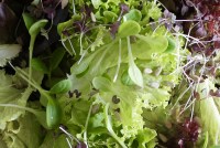Salades bio