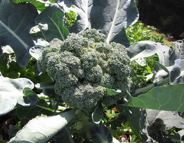 Crédit photo © starr-environmental - flickr.com - Brassica oleracea (Chou de brocoli)