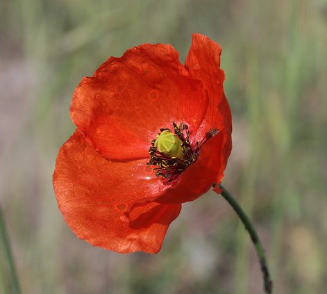 Coquelicot, Pavot : semis, floraison, culture et entretien