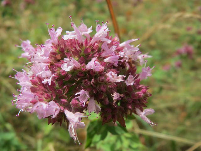 Origan bio* FRANCE (Origanum Vulagre)