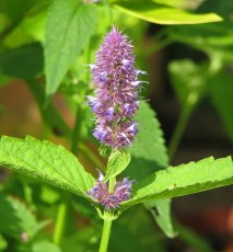 Agastache de Corée bio (A. rugosa)