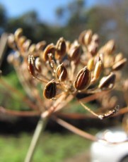 Crédit photo © starr-environmental - flickr.com - Anethum graveolens (Inflorescence et graines d'aneth)