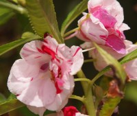 Crédit photo © spidysg - flickr.com - Impatiens balsamina (balsamine des jardins)