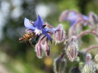 Crédit photo © Col Ford and Natasha de Vere - flickr.com - Borago officinalis (Fleur de bourrache)