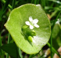 Crédit photo © Mick Talbot - flickr.com - Montia perfoliata (Claytone de Cuba)