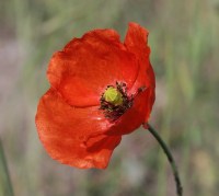 Crédit photo © Björn S... - flickr.com - Coquelicot (Papaver rhoeas)