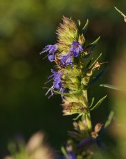 Crédit photo © tgerus - flickr.com - Hyssopus officinalis (Sommités fleuries d'hysope)