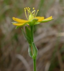 Crédit photo © John Tann - flickr.com - Hypericum perforatum (Plante de millepertuis)