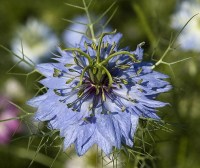 Crédit photo © digital cat - flickr.com - Nigella sativa (Nigelle cultivée)