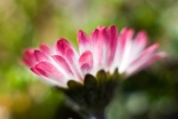 Crédit photo © Umberto Salvagnin -  flickr.com - Pâquerette (Bellis perennis)