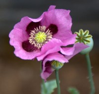 Crédit photo © manuel m. v. - flickr.com - Papaver somniferum (Pavot des jardins)