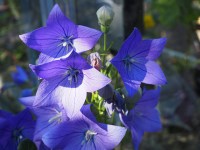 Crédit photo © Teresa Grau Ros -  flickr.com - Pied d'alouette (Delphinium suave)