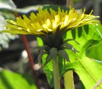 Crédit photo © phil_sellens - flickr.com - Taraxacum officinale (Pissenlit)