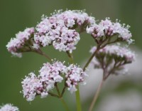 Crédit photo © sussex_downsman - flickr.com - Valeriana officinalis (Fleurs de valériane)