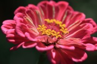 Crédit photo © TANAKA Juuyoh (田中十洋) - flickr.com - Zinnia elegans (zinnia élégant)