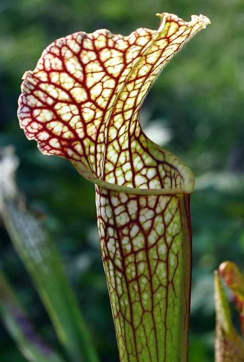 Sarracenia, origine, culture et floraison