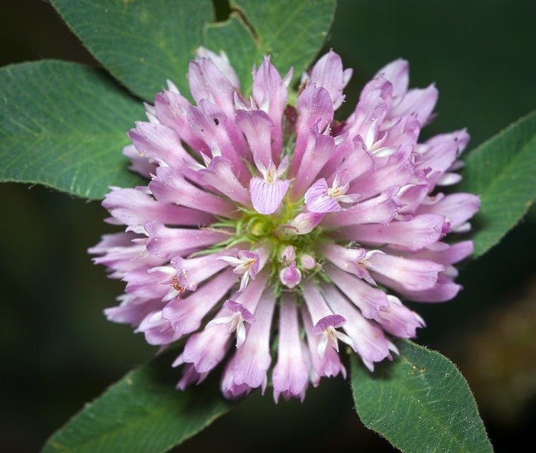 Crédit photo CC BY 2.0 © hedera.baltica - flickr.com - Trifolium pratense (Trèfle commun)